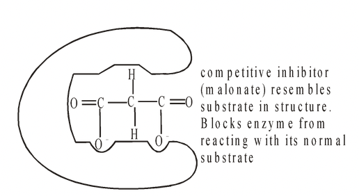 Enzyme Inhibition